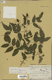 spécimen de Rubus rosifolius