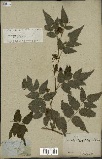 spécimen de Rubus rosifolius