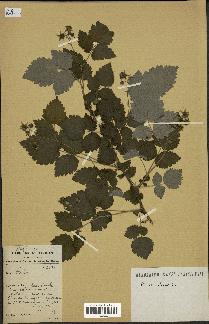 spécimen de Rubus idaeus