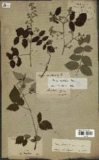 spécimen de Rubus idaeus