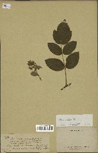 spécimen de Rubus apetalus