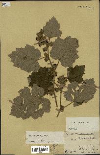 spécimen de Rubus alceifolius