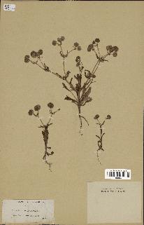spécimen de Valerianella coronata