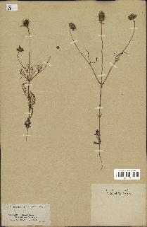 spécimen de Scabiosa semipapposa