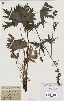 spécimen de Aconitum lycoctonum