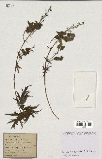 spécimen de Aconitum lycoctonum