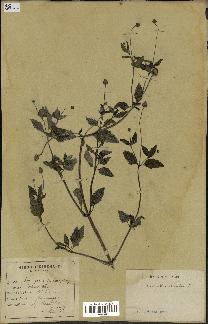 spécimen de Spilanthes acmella