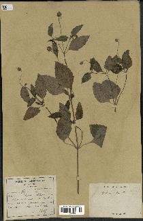 spécimen de Spilanthes acmella