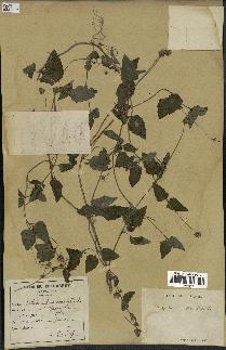 spécimen de Spilanthes acmella