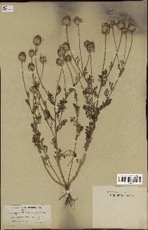 spécimen de Anthemis arvensis