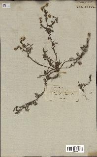 spécimen de Anthemis arvensis