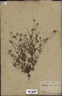spécimen de Anthemis arvensis