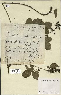 spécimen de Rubus sp.