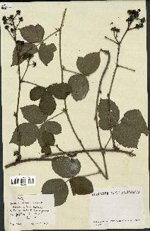 spécimen de Rubus sp.