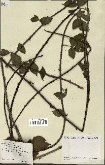 spécimen de Rubus sp.