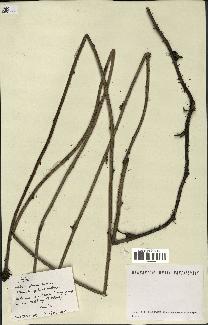 spécimen de Rubus sp.