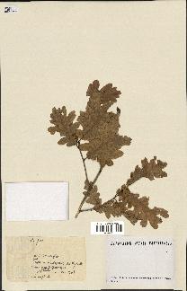 spécimen de Quercus pubescens