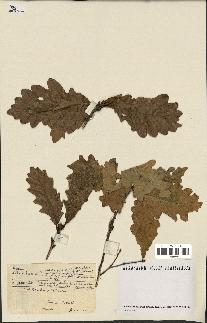 spécimen de Quercus pubescens