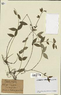 spécimen de Vinca minor