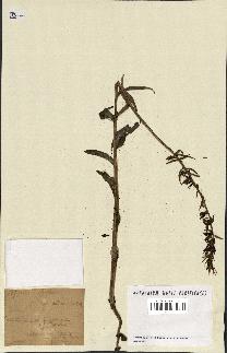 spécimen de Epipactis latifolia