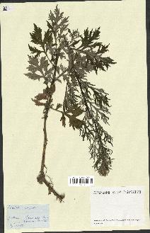 spécimen de Artemisia vulgaris