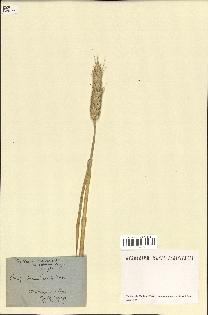 spécimen de Triticum aestivum