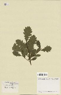 spécimen de Quercus pubescens