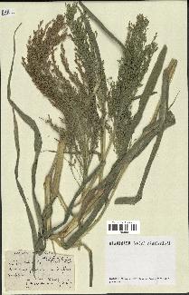 spécimen de Panicum miliaceum