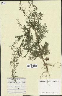 spécimen de Artemisia annua