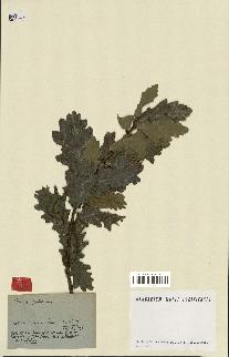 spécimen de Quercus pubescens