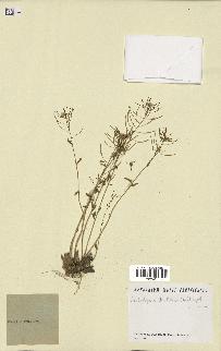 spécimen de Arabidopsis thaliana