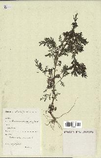 spécimen de Artemisia annua