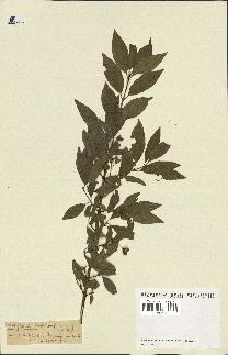 spécimen de Euonymus europaeus