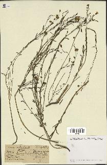 spécimen de Linum usitatissimum