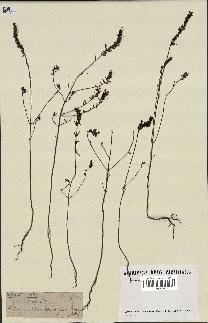 spécimen de Odontites vernus