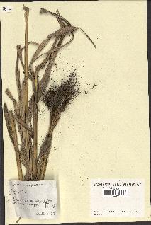 spécimen de Panicum miliaceum