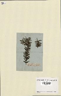 spécimen de Taxus baccata
