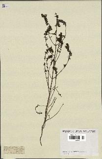 spécimen de Odontites vernus