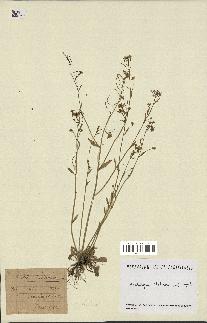spécimen de Arabidopsis thaliana