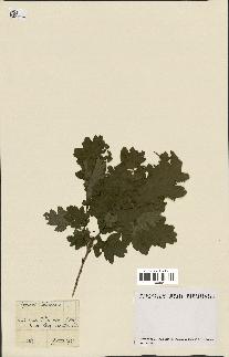 spécimen de Quercus pubescens