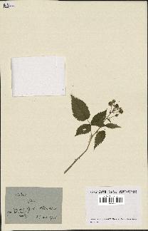 spécimen de Rubus sp.