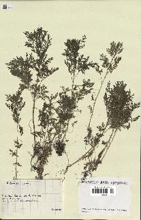 spécimen de Artemisia annua