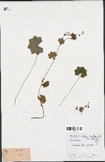 spécimen de Alchemilla glabra