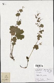 spécimen de Alchemilla glabra