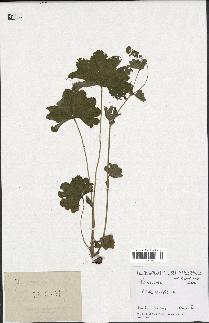 spécimen de Alchemilla xanthochlora