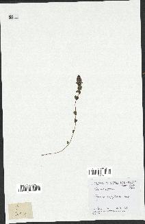 spécimen de Thymus serpyllum