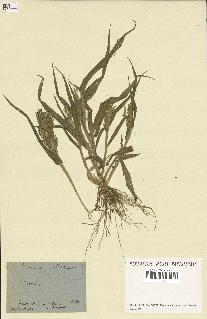 spécimen de Panicum miliaceum