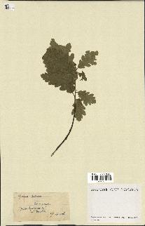 spécimen de Quercus pubescens