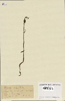 spécimen de Epipactis microphylla