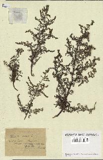 spécimen de Artemisia annua